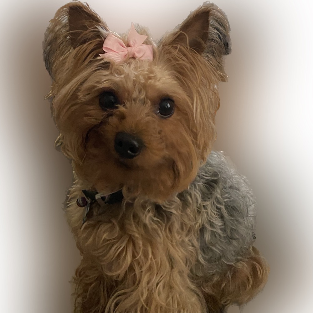 Clip on bows for dogs NWOT